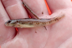 Etheostoma rupestre