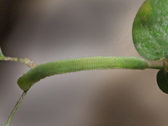 Eurema hecabe hecabe