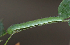 Eurema hecabe hecabe