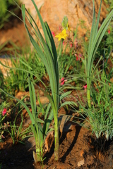 Hypoxis rigidula rigidula