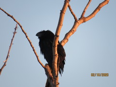 Crotophaga sulcirostris