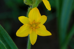 Hypoxis rigidula rigidula