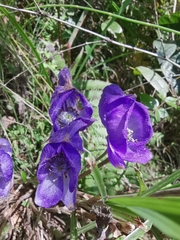 Aconitum carmichaelii