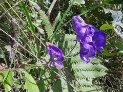 Aconitum carmichaelii