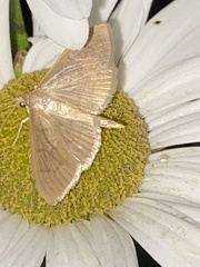 Patania silicalis