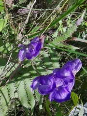Aconitum carmichaelii