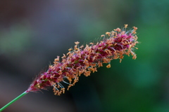 Setaria sphacelata torta