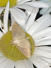 Patania silicalis