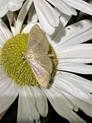 Patania silicalis