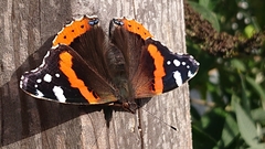 Vanessa atalanta