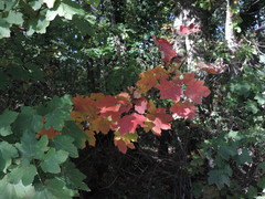 Acer opalus obtusatum