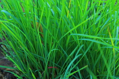 Setaria sphacelata torta