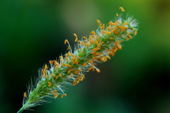 Setaria sphacelata torta