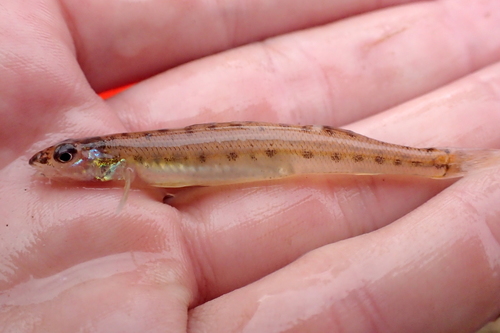 Southern sand darter (Ammocrypta meridiana) — Percidae — 2