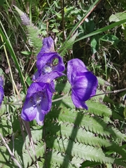 Aconitum carmichaelii