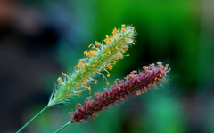 Setaria sphacelata torta