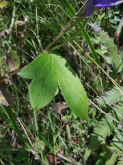 Aconitum carmichaelii