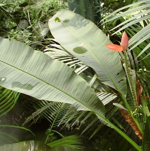 Musa laterita