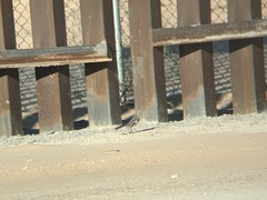 Mimus polyglottos
