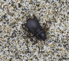 Platyceroides keeni