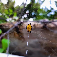 Gasteracantha cancriformis