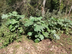 Macleaya cordata