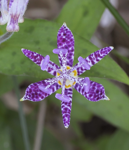 Tricyrtis hirta iNat (1)