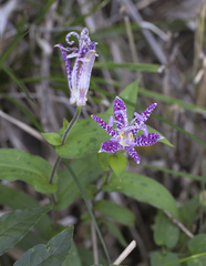 Tricyrtis hirta