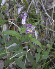 Tricyrtis hirta