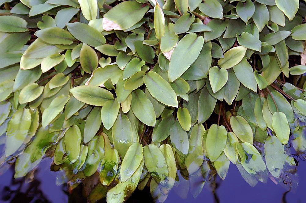 Cryptocoryne de Petch (Cryptocoryne beckettii 'Petchii')