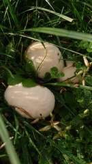 Lycoperdon pratense