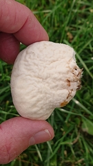 Lycoperdon pratense