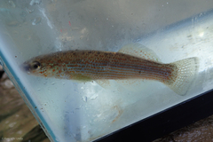 Fundulus catenatus