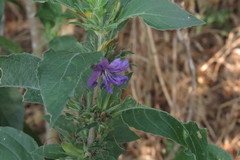 Dyschoriste linearis