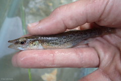 Fundulus catenatus
