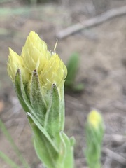 Helichrysum mixtum mixtum