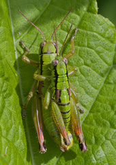 Pseudopodisma transilvanica