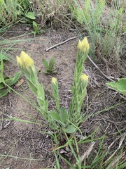 Helichrysum mixtum mixtum