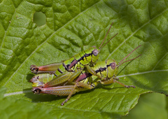 Pseudopodisma transilvanica