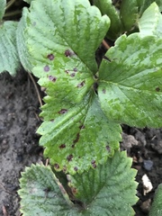 Diplocarpon fragariae