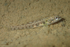 Etheostoma nigrum