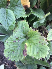Diplocarpon fragariae