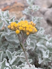 Helichrysum mimetes