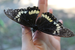Pterourus coroebus laetitia
