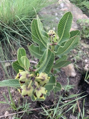Pachycarpus galpinii