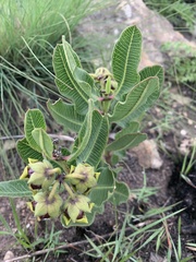 Pachycarpus galpinii