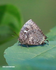 Thaduka multicaudata