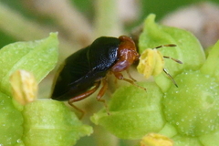 Geocoris erythrocephalus