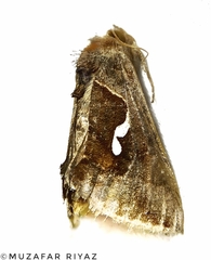 Macdunnoughia confusa