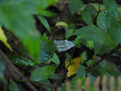 Dismorphia crisia lubina
